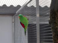 papoušek červenokřídlý