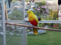 papoušek královský žlutý