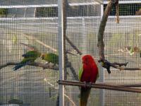 papoušek královský žlutý samec