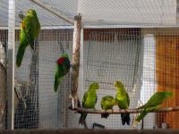 papoušek červenokřídlý s mladými