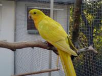 papoušek královský žlutý samice