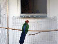 papoušek karmínový