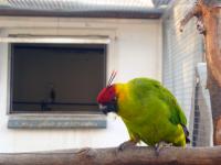 papoušek chocholatý