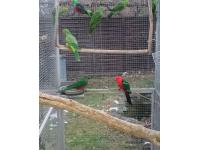papoušek červenokřídlý