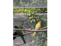 pap.královský štěpitelný na žluté